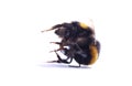 Dead bumblebee insect death nature conservation