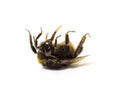 Dead bumblebee lying on her back isolated on white background. Insect death and environmentel protection concept