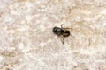 Dead Bumblebee on stone background