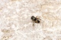 Dead Bumblebee on stone background