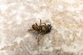 Dead Bumblebee on stone background, fallen headlong