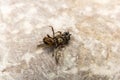 Dead Bumblebee on stone background, fallen headlong