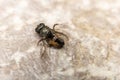 Dead Bumblebee on stone background, macro closeup