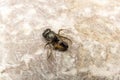 Dead Bumblebee on stone background, macro closeup