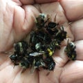 Dead bumblebees