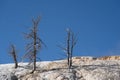 Dead burned, scortched trees on the terraces of Mammoth Hot Springs area of Yellowstone National Park Wyoming Royalty Free Stock Photo