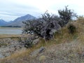 Dead bush before a barren river plain and mountains