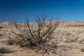 Dead bush in the Chihuahuan desert of New Mexico, mountains against blue sky