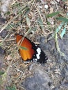 A dead butterfly Royalty Free Stock Photo