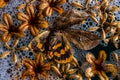 A dead butterfly with dry flowers. Royalty Free Stock Photo