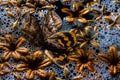 A dead butterfly with dry flowers. Royalty Free Stock Photo