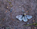 dead butterfly lies dry on the ground Royalty Free Stock Photo