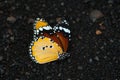 A dead butterfly on the road