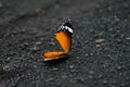 A dead butterfly on the road