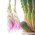 Dead cactus flower and green thorny spiky plant Royalty Free Stock Photo