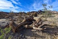 Dead cactus wood in the Quebrada Palala near Tupiza, Bolivia