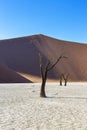 Dead camel thorn tree in front of large red sand dune Royalty Free Stock Photo