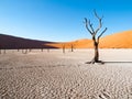 Dead camel thorn trees in Deadvlei dry pan with cracked soil in the middle of Namib Desert red dunes, Sossusvlei Royalty Free Stock Photo