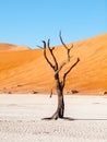 Dead camel thorn trees in Deadvlei dry pan with cracked soil in the middle of Namib Desert red dunes, Sossusvlei Royalty Free Stock Photo