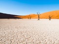 Dead camel thorn trees in Deadvlei dry pan with cracked soil in the middle of Namib Desert red dunes, Sossusvlei Royalty Free Stock Photo