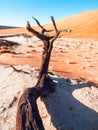 Dead camel thorn trees in Deadvlei dry pan with cracked soil in the middle of Namib Desert red dunes, Sossusvlei Royalty Free Stock Photo