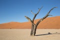 Dead Camel Thorn (Acacia erioloba)