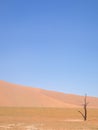 Dead camelthorn tree against dunes and blue sky in Deadvlei, Sossusvlei. Namib-Naukluft National Park, Namibia. Royalty Free Stock Photo