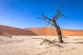 Dead camelthorn tree against dunes and blue sky in Deadvlei, Sossusvlei. Namib-Naukluft National Park, Namibia. Royalty Free Stock Photo