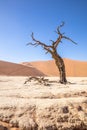 Dead camelthorn tree against dunes and blue sky in Deadvlei, Sossusvlei. Namib-Naukluft National Park, Namibia. Royalty Free Stock Photo