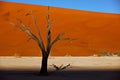 Dead camelthorn tree against red dunes and blue sky in Deadvlei, Sossusvlei, Namibia Royalty Free Stock Photo