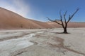 Dead camelthorn tree in Dooievlei