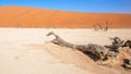 Dead camelthorn tree trunk against dunes and blue sky in Deadvlei, Sossusvlei. Namib-Naukluft National Park, Namibia. Royalty Free Stock Photo