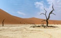 Dead camelthorn trees in Deadvlei, Sossusvlei, Namib Desert, Namib-Naukluft National Park, Namibia, Africa Royalty Free Stock Photo