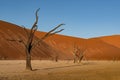 Dead Camelthorn Trees against red dunes and blue sky in Deadvlei, Sossusvlei. Namib-Naukluft National Park, Royalty Free Stock Photo