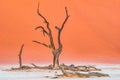 Dead Camelthorn Trees against red dunes and blue sky in Deadvlei, Sossusvlei. Namib-Naukluft Royalty Free Stock Photo