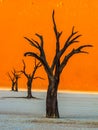 Dead Camelthorn Trees against red dunes and blue sky in Deadvlei, Sossusvlei. Namib-Naukluft National Park, Namibia Royalty Free Stock Photo