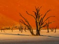 Dead Camelthorn Trees against red dunes and blue sky in Deadvlei, Sossusvlei. Namib-Naukluft National Park, Namibia Royalty Free Stock Photo