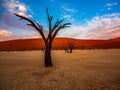 Dead Camelthorn Trees against red dunes and blue sky in Deadvlei, Sossusvlei. Namib-Naukluft National Park, Namibia Royalty Free Stock Photo