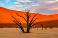 Dead Camelthorn Trees against red dunes and blue sky in Deadvlei, Sossusvlei. Namib-Naukluft National Park, Namibia Royalty Free Stock Photo