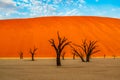 Dead Camelthorn Trees against red dunes and blue sky in Deadvlei, Sossusvlei. Namib-Naukluft National Park, Namibia Royalty Free Stock Photo