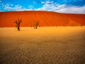 Dead Camelthorn Trees against red dunes and blue sky in Deadvlei, Sossusvlei. Namib-Naukluft National Park, Namibia Royalty Free Stock Photo