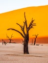 Dead Camelthorn Trees against red dunes and blue sky in Deadvlei, Sossusvlei. Namib-Naukluft National Park, Namibia Royalty Free Stock Photo