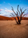 Dead Camelthorn Trees against red dunes and blue sky in Deadvlei, Sossusvlei. Namib-Naukluft National Park, Namibia Royalty Free Stock Photo