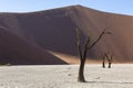 Dead camelthorn trees in front of high sand dunes