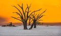 Dead Camelthorn Trees and red dunes in Deadvlei, Sossusvlei, Nam Royalty Free Stock Photo