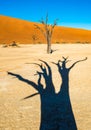 Dead Camelthorn Trees and red dunes in Deadvlei, Sossusvlei, Namib-Naukluft National Park, Namibia Royalty Free Stock Photo