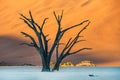 Dead Camelthorn Trees and red dunes in Deadvlei, Sossusvlei, Namib-Naukluft National Park, Namibia Royalty Free Stock Photo