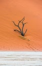 Dead Camelthorn Trees and red dunes in Deadvlei, Sossusvlei, Namib-Naukluft National Park, Namibia Royalty Free Stock Photo