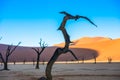 Dead Camelthorn Trees and red dunesÃÂ± Deadvlei, Sossusvlei, Namibia