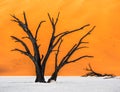 Dead Camelthorn Trees and red dunes, Deadvlei, Sossusvlei, Namibia Royalty Free Stock Photo